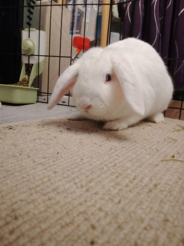 Preview of the first image of Beautiful White neutered rabbit for sale.