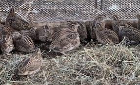 Image 2 of Jumbo Coturnix quail forsale