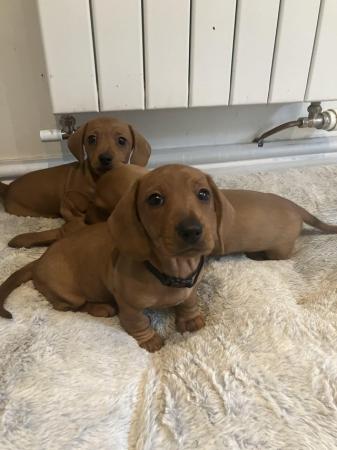 Image 11 of Ready Now! KC Reg Miniature Dachshund Smooth Haired