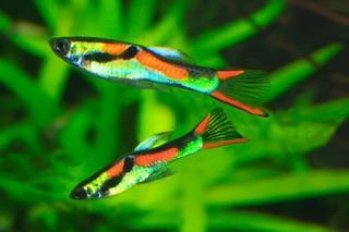 Image 3 of Endler Guppies for sale