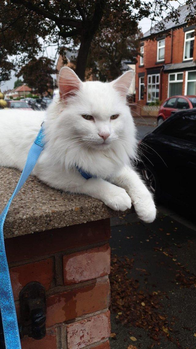 Preview of the first image of MISSING/STOLEN WHITE CAT FROM REDDISH, STOCKPORT SK5 6UF..