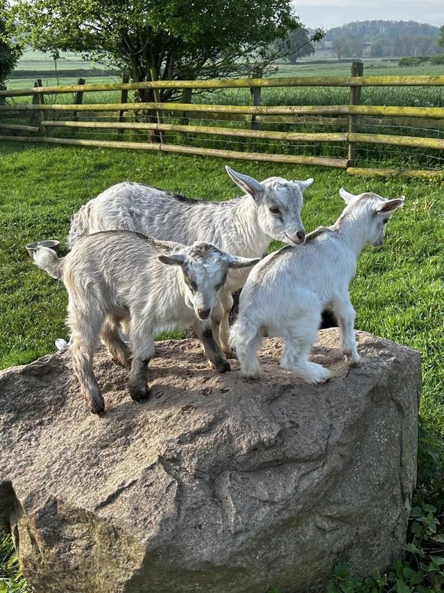 Preview of the first image of Pygmy goats - bucks and does.