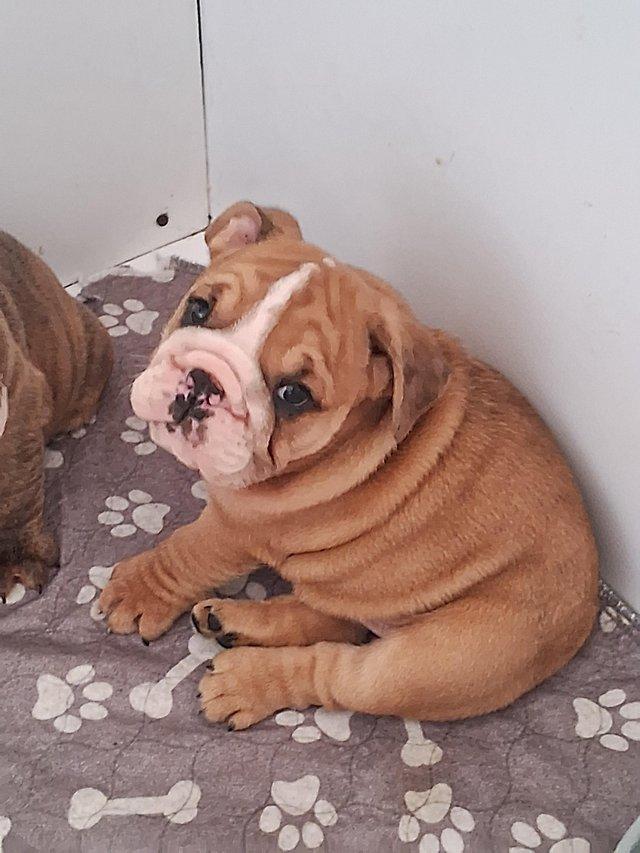 Preview of the first image of ***READY NOW***1 Male English Bulldog Pup.