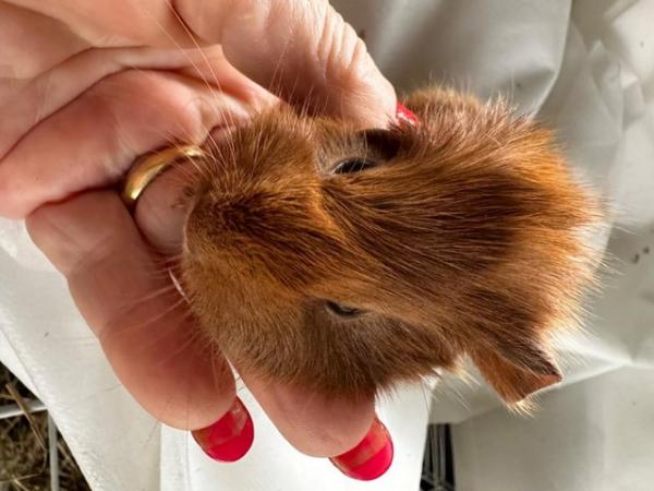 Image 14 of Baby Guineapigs boys and girls