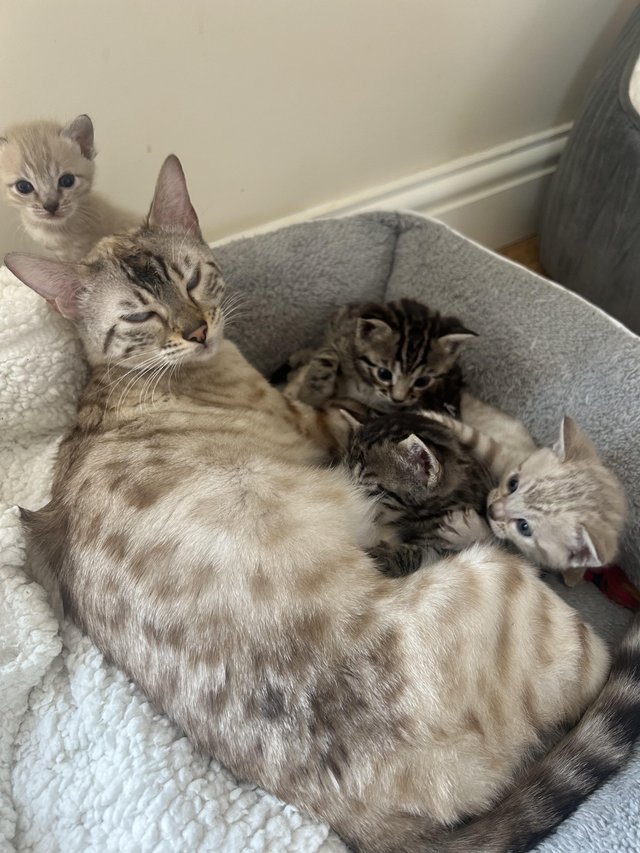 Preview of the first image of Pure Bengal kittens seeking new homes.