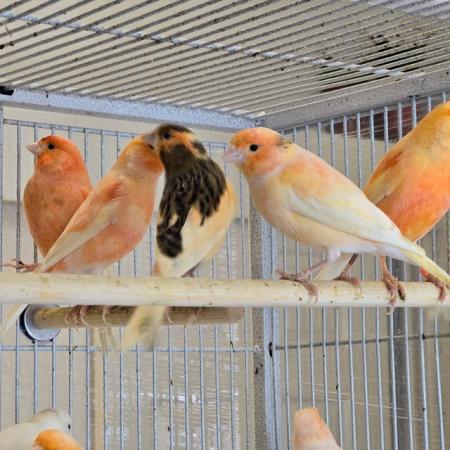 Image 2 of Beautiful healthy canaries and zebra finches for sale
