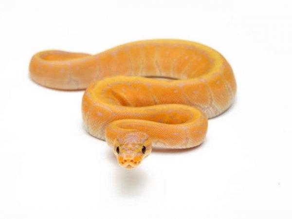 Image 4 of NEW...ROYAL PYTHON MORPHS & OTHER SNAKES NOW IN STOCK