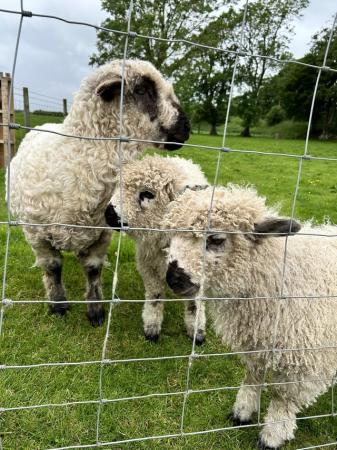 Image 3 of 1 pure & 2 3/4 greyface Dartmoor lambs