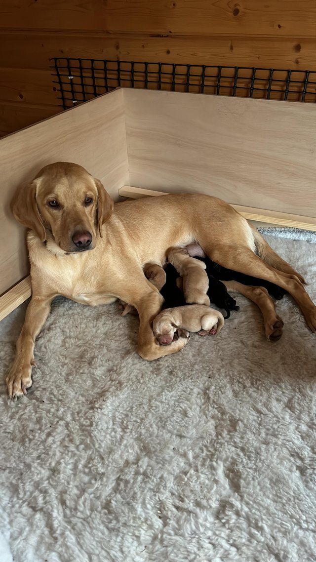 Soggy Acres Retrievers Labrador offers Labrador kennels
