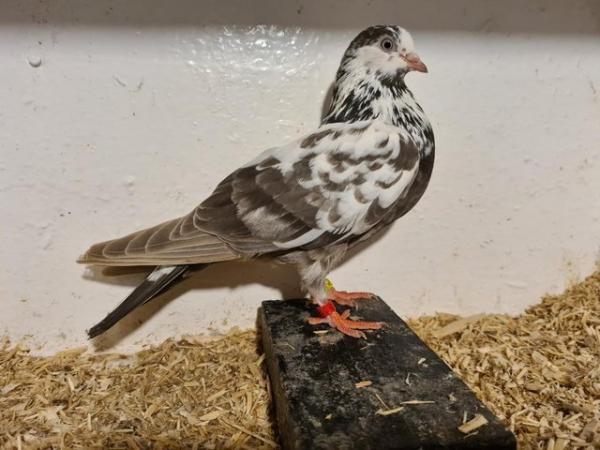 Image 5 of english highflying tippler pigeons