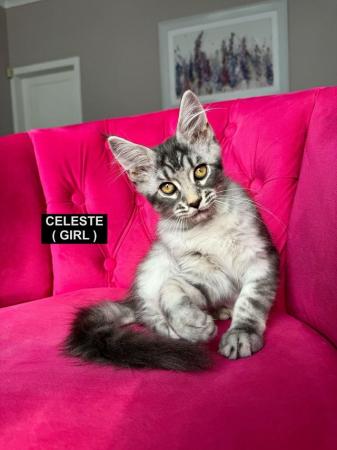 Image 15 of MAINECOON KITTENS - SUPREME CHAMPION BLOODLINE