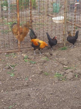 Image 2 of Oxford Game bird trio chickens