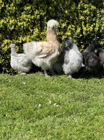 Image 4 of All different coloured Silkie chicks for sale