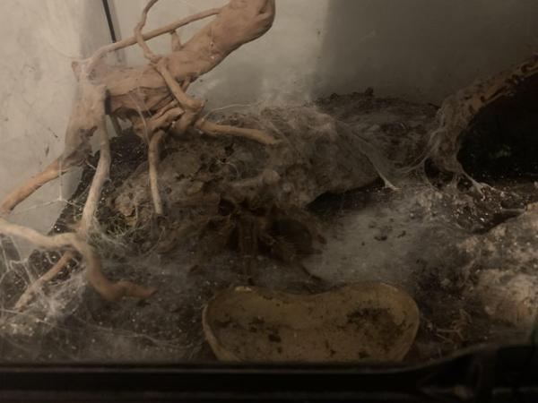 Image 4 of Two tarantulas available full set up