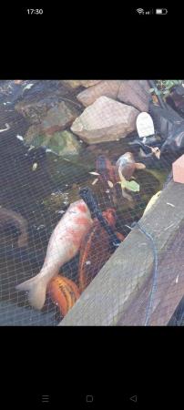 Image 4 of Large and medium koi fish for sale