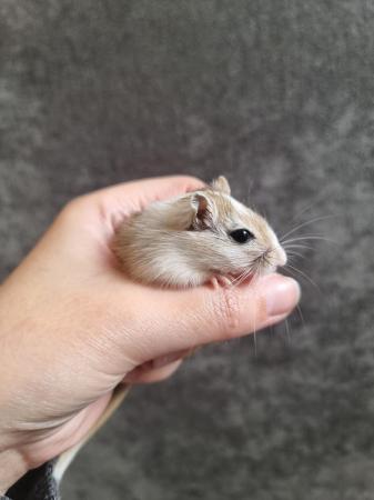 Image 2 of Lovely hand tame baby gerbils ready now!