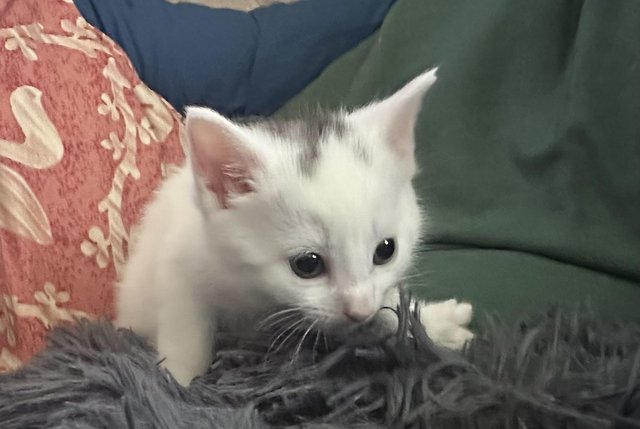 Image 7 of White Kittens available