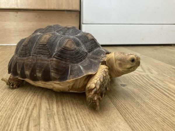 Image 4 of 3 year old Sulcata Tortoise