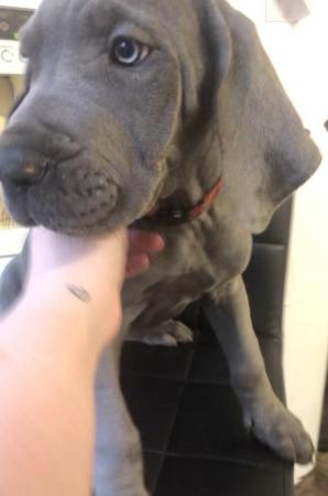 Image 25 of 3 GIRLS LEFT!12 Healthy Chunky Solid Blue Great Dane Puppies