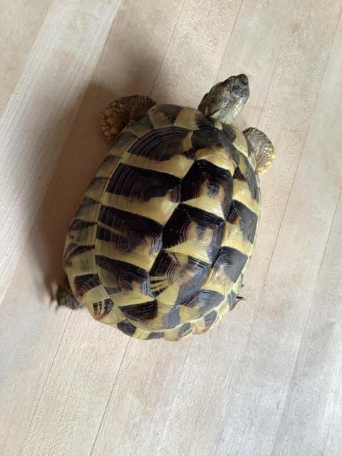 Preview of the first image of Male Herman tortoise 5 1/2 years old.