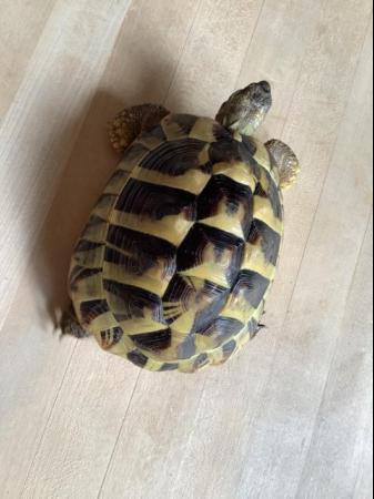 Image 1 of Male Herman tortoise 5 1/2 years old
