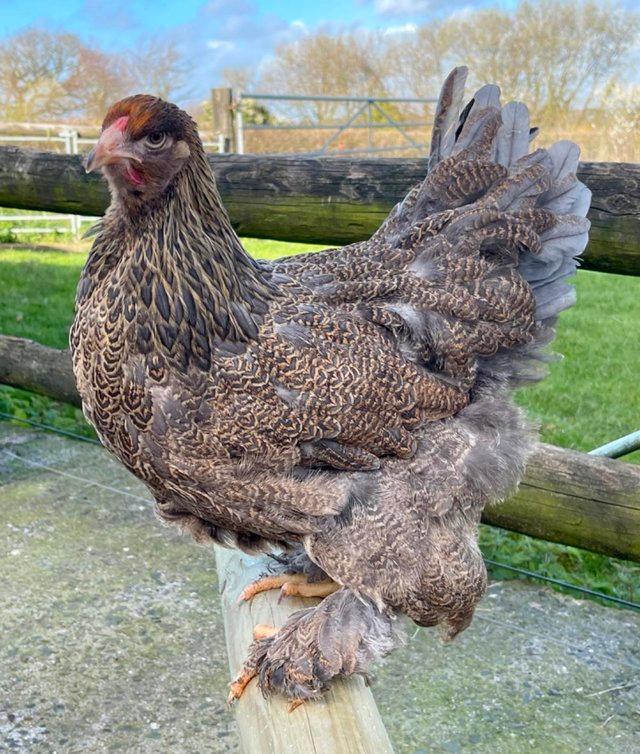 Preview of the first image of Blue partridge Brahma point of lay pullets.