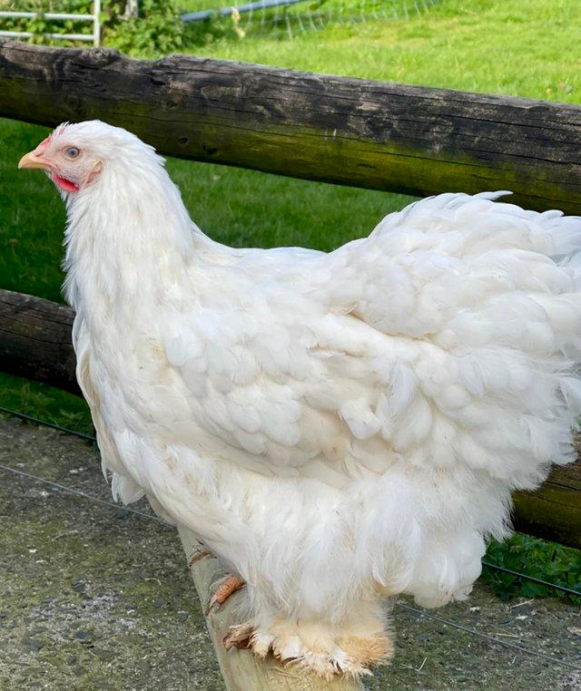 Preview of the first image of WHITE COCHIN P.O.L. PULLET/ CHICKEN large fowl.