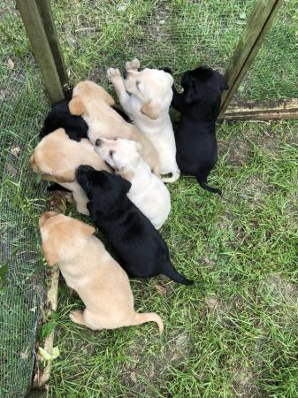 Image 3 of Labrador Retriever puppies for sale micro chipped