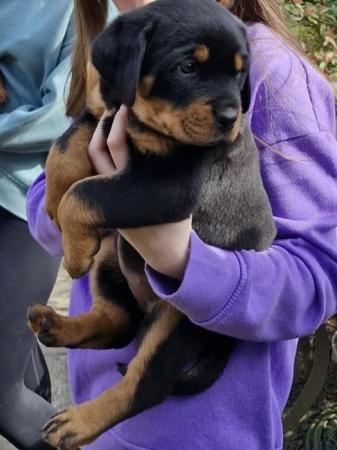 Image 9 of Stunning pure bred kC registered Rottweilers