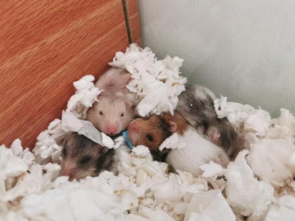 Image 1 of Baby syrian hamster long haired and short haired