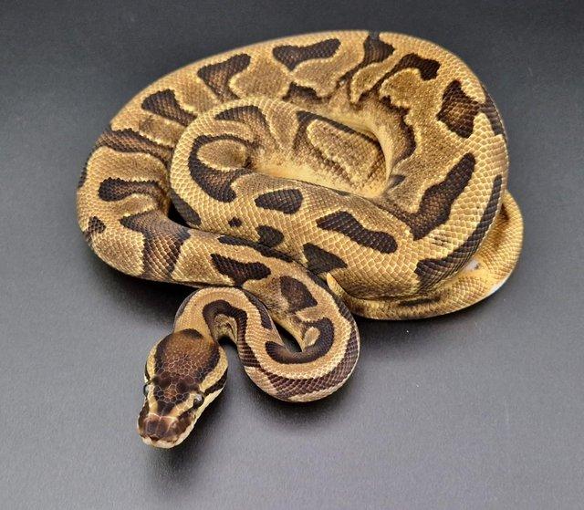 Preview of the first image of Enchi Piebald Ball Python Female 220404.
