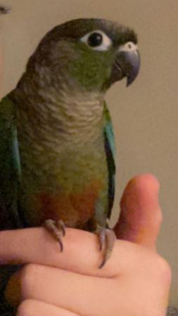 Image 2 of YOUNG TAME BEAUTIFUL CONURES