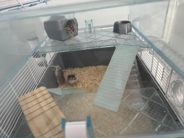 Image 3 of Dwarf female hamster pair & cage