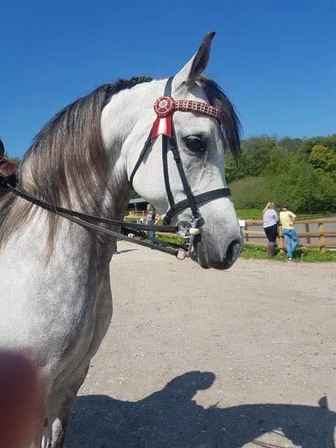 Preview of the first image of Arabian Grey Ridden Mare For Sale.