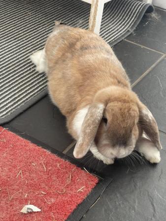 Image 2 of A pair of mini lop rabbits