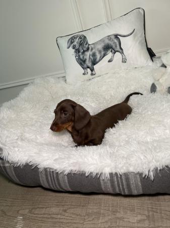 Image 5 of KC registered Miniature Dachshund Puppies ready now