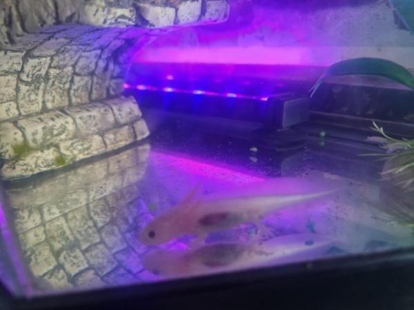 Image 3 of Baby white axolotl and tank