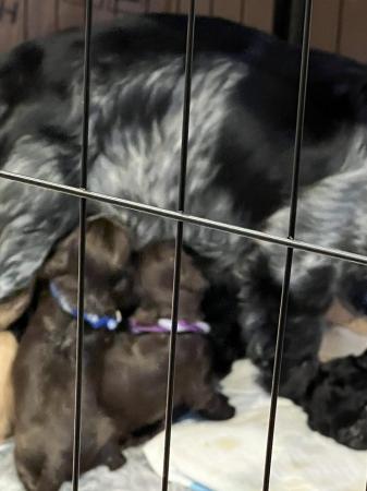 Image 7 of Cocker spaniel puppies reduced