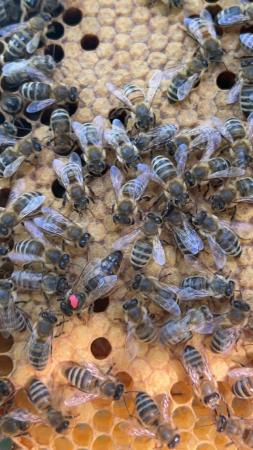 Image 23 of Bee Nucs overwintered 2024 for sale