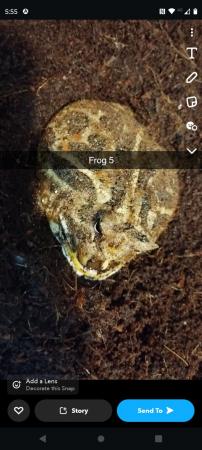 Image 2 of Various Pacman Frogs for sale