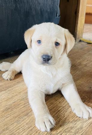 Image 3 of Labrador Puppies, KC Registered, Helsby , Cheshire