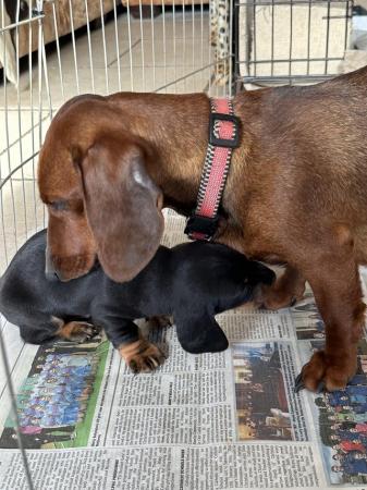 Image 2 of Dachshund pups ready to leave now!!
