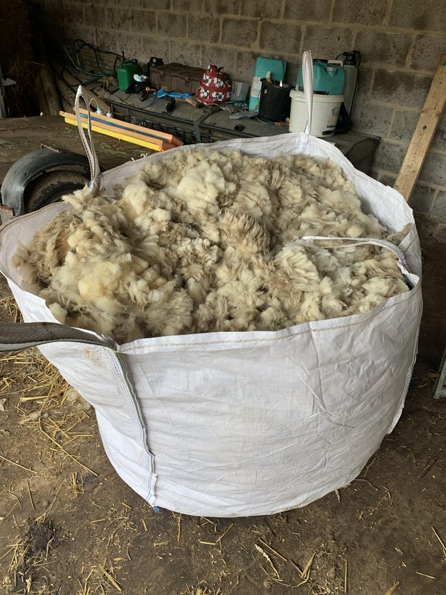 Preview of the first image of Lambs Wool - Cheviot and Cheviot x 28 fleeces..