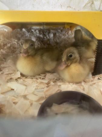 Image 3 of Newly hatched ducklings various breeds