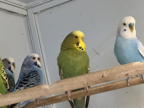 Image 5 of Adult budgies for sale various colours