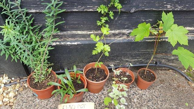 Image 3 of Plants for sale x 5 £1.50 each