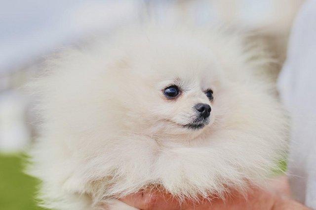 Image 10 of Beautiful teddy bear Pomeranian. Champion line
