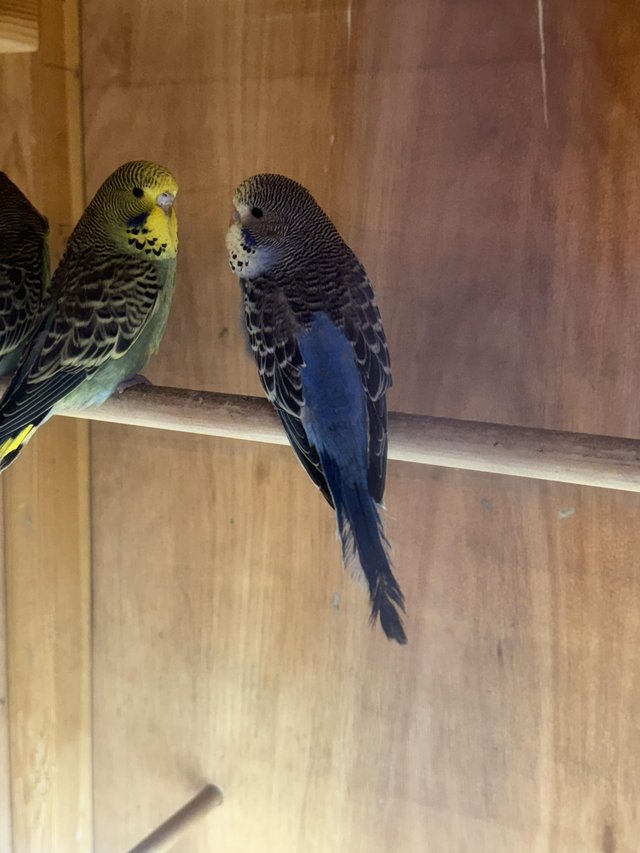Preview of the first image of 4 baby exhibition budgies.