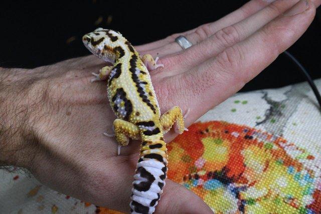 Image 2 of Leopard gecko (Bold bandit) (poss hets below) hatch 4/8/23