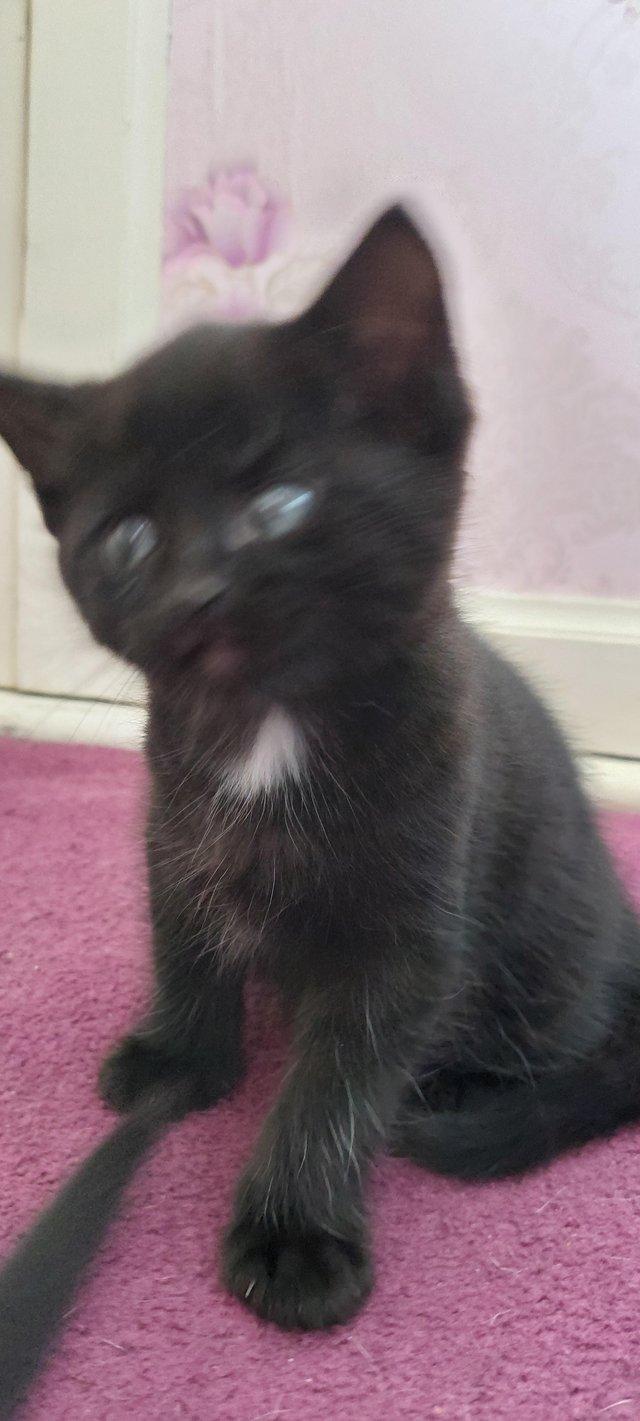 Beautiful little black kittens. 